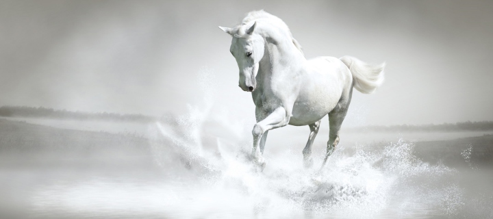 White Horse wallpaper 720x320
