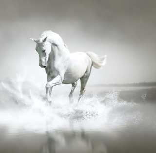 Free White Horse Picture for Samsung Breeze B209