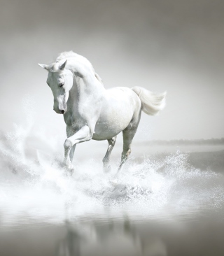 White Horse Picture for 768x1280