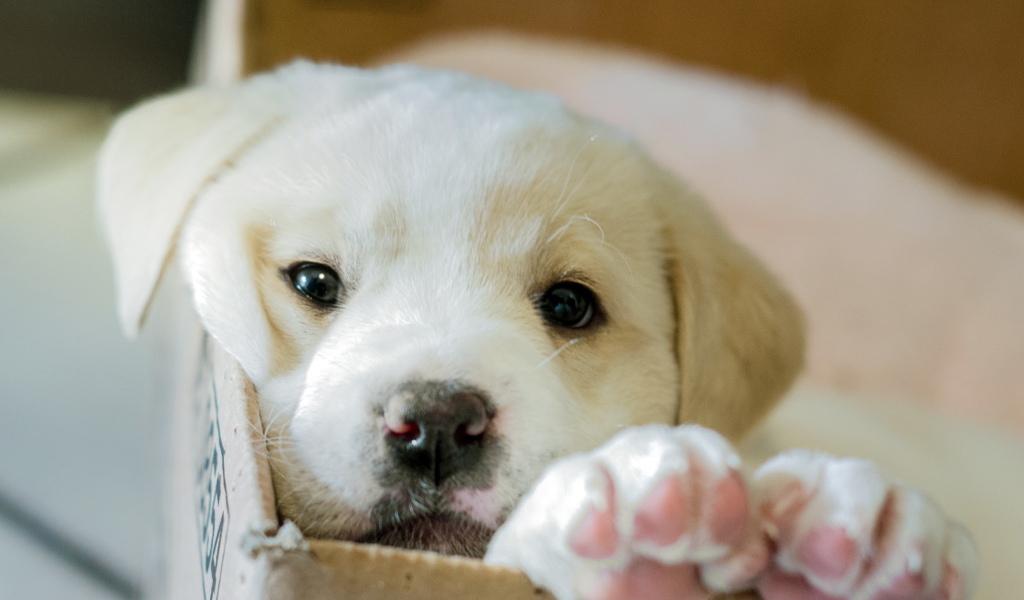 Das White Puppy Wallpaper 1024x600