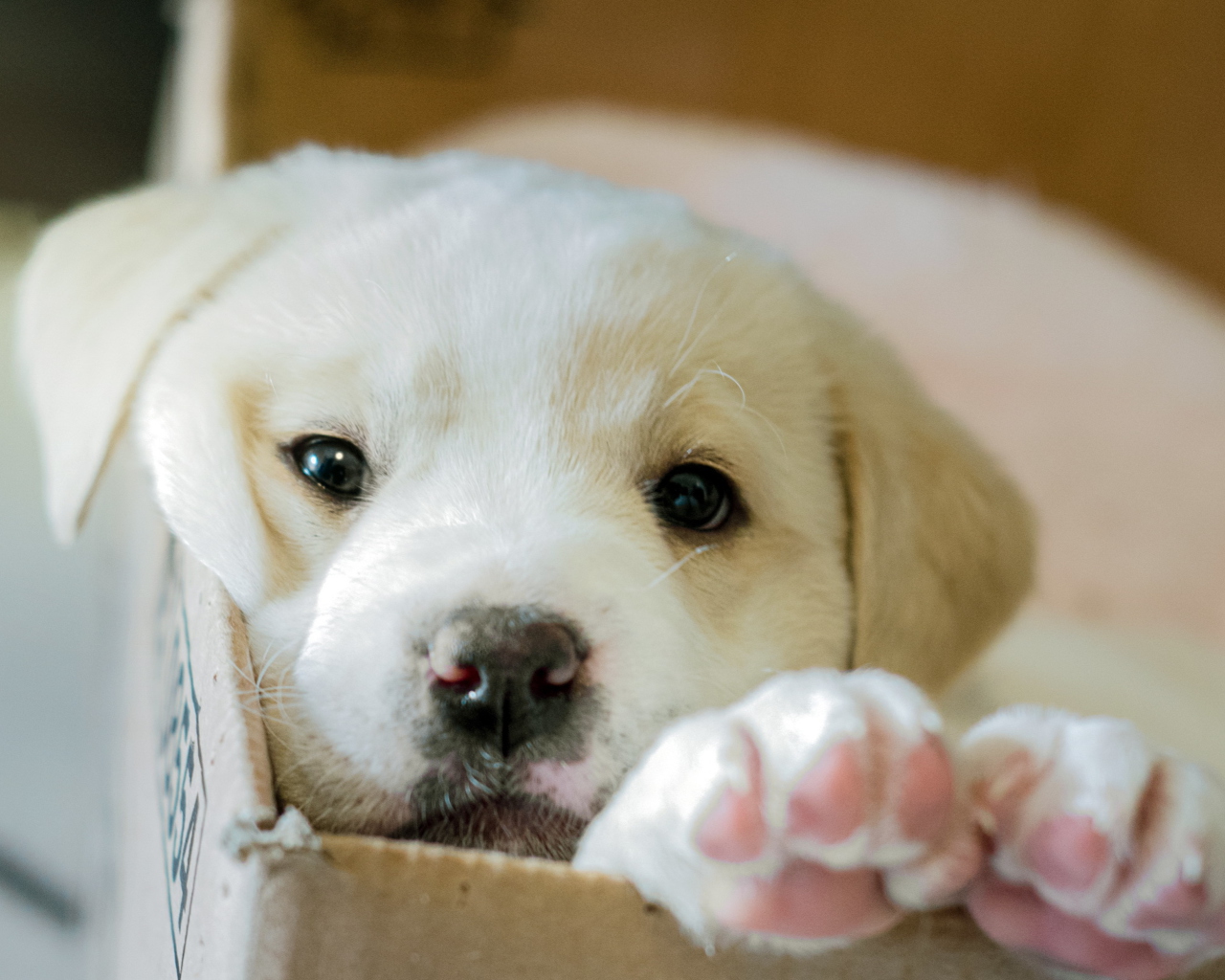 White Puppy wallpaper 1280x1024