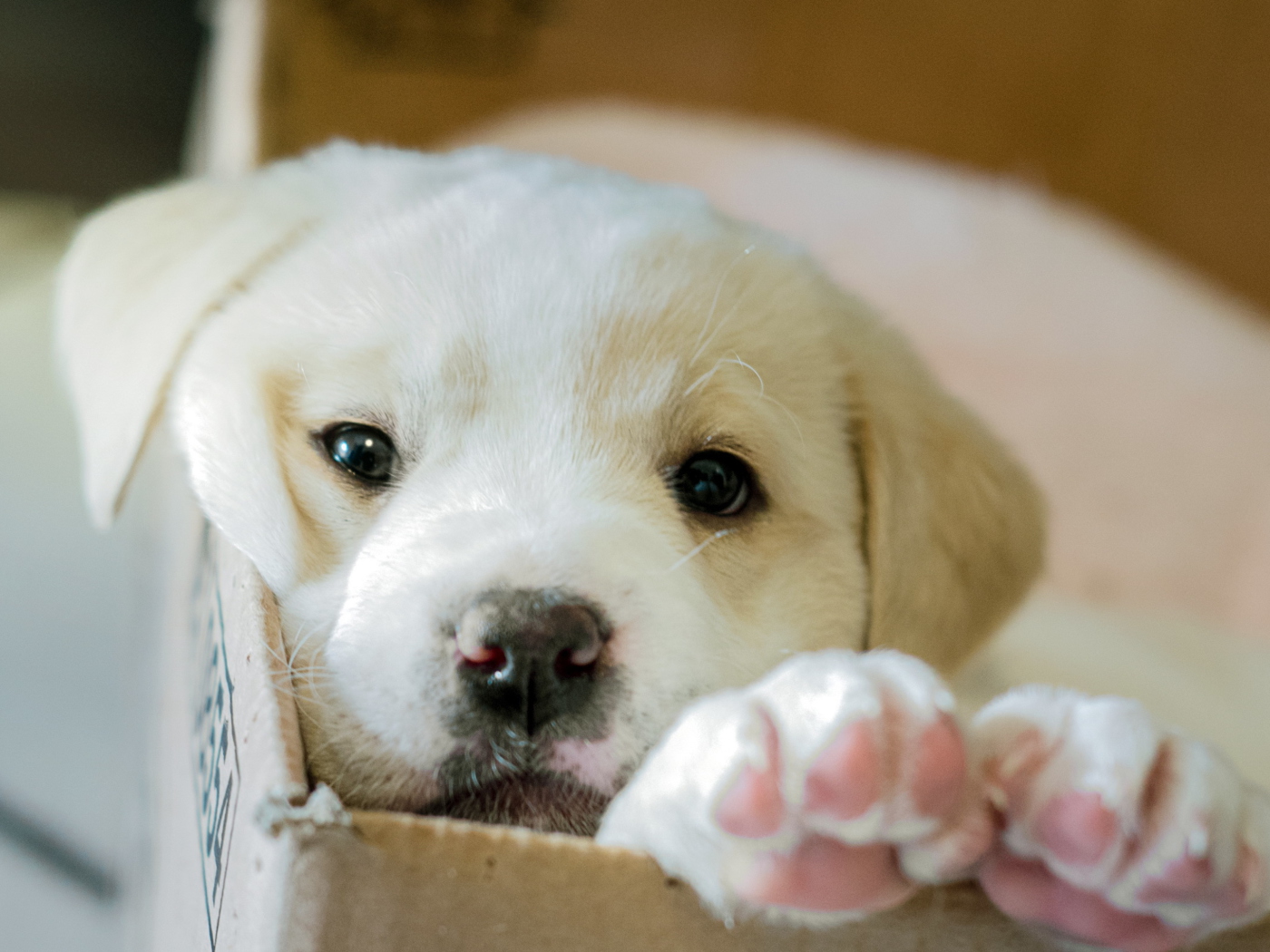 White Puppy wallpaper 1400x1050