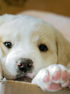 White Puppy wallpaper 240x320