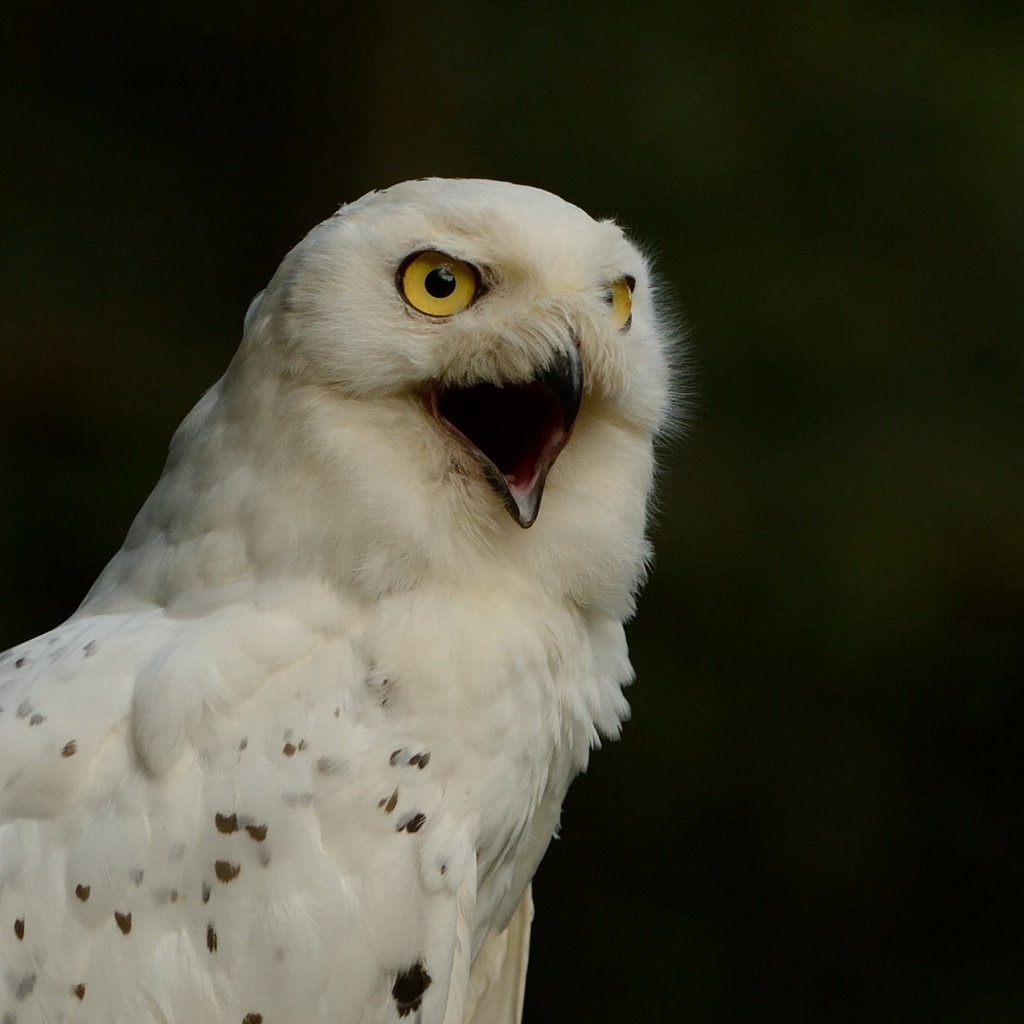 Sfondi Snowy Owl 1024x1024