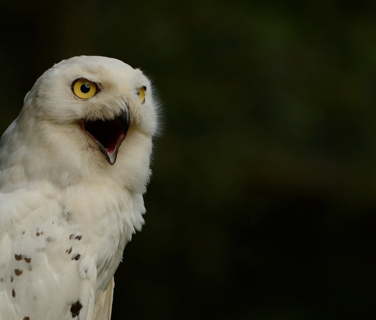 Обои Snowy Owl 1200x1024