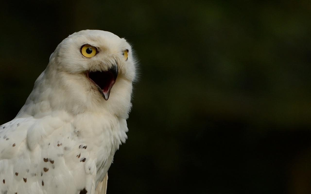 Обои Snowy Owl 1280x800