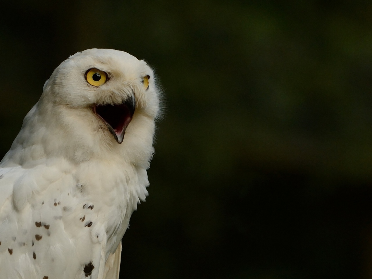 Sfondi Snowy Owl 1280x960