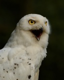 Sfondi Snowy Owl 128x160
