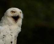 Sfondi Snowy Owl 176x144