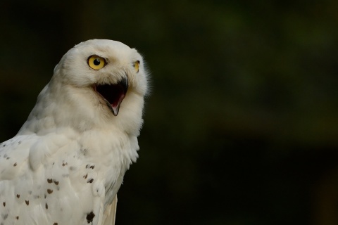 Обои Snowy Owl 480x320