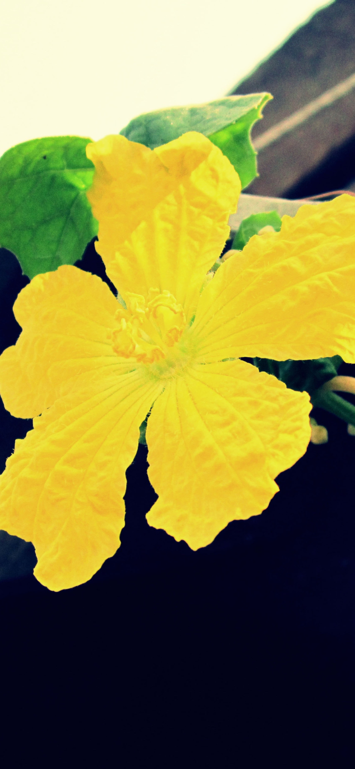 Fondo de pantalla Yellow Flower 1170x2532