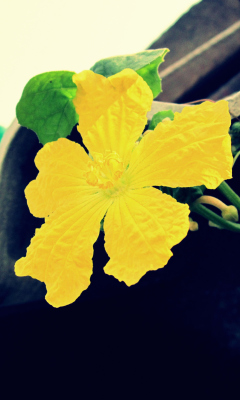 Sfondi Yellow Flower 240x400