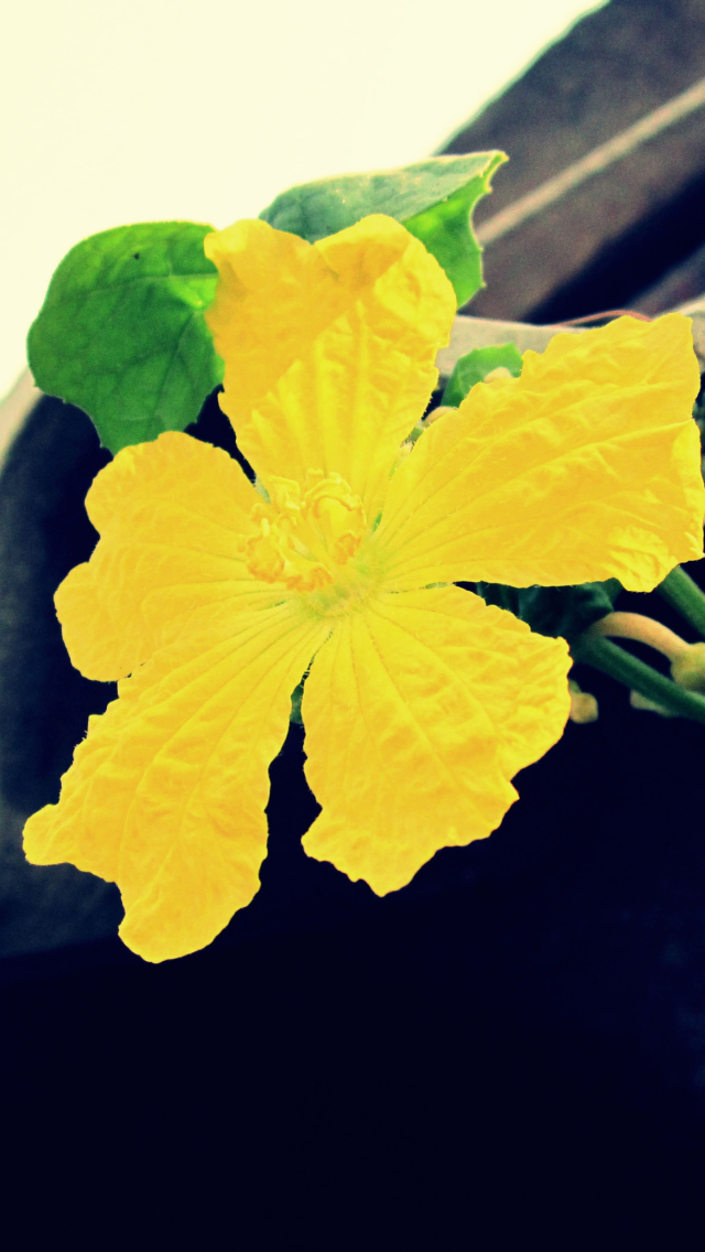 Das Yellow Flower Wallpaper 640x1136