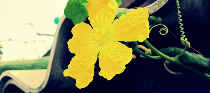 Sfondi Yellow Flower 720x320