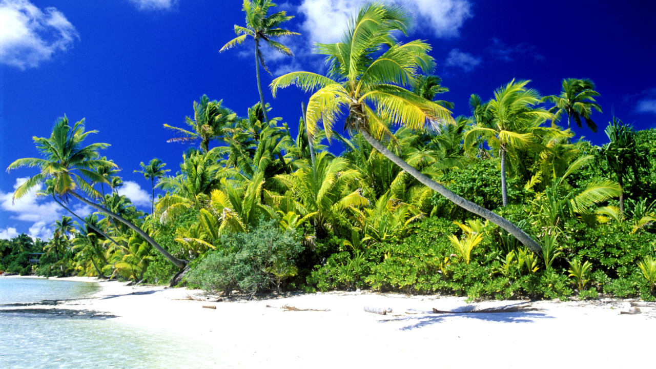 Обои Palm Beach, Melanesia 1280x720