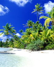 Обои Palm Beach, Melanesia 176x220