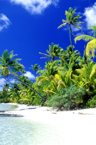 Fondo de pantalla Palm Beach, Melanesia 320x480