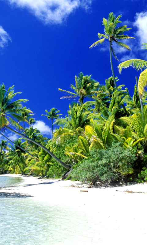 Fondo de pantalla Palm Beach, Melanesia 480x800