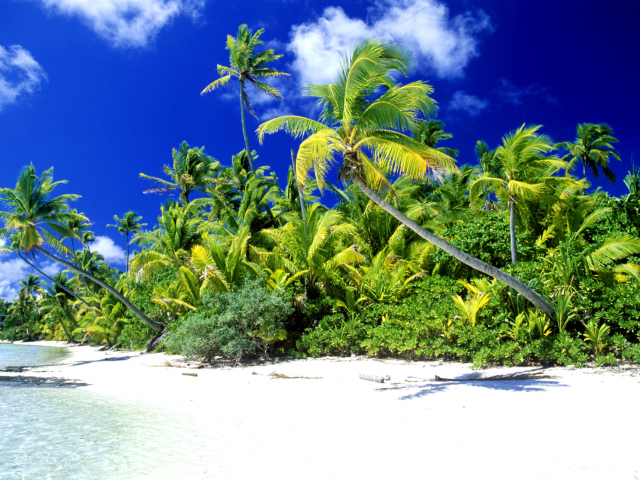 Das Palm Beach, Melanesia Wallpaper 640x480
