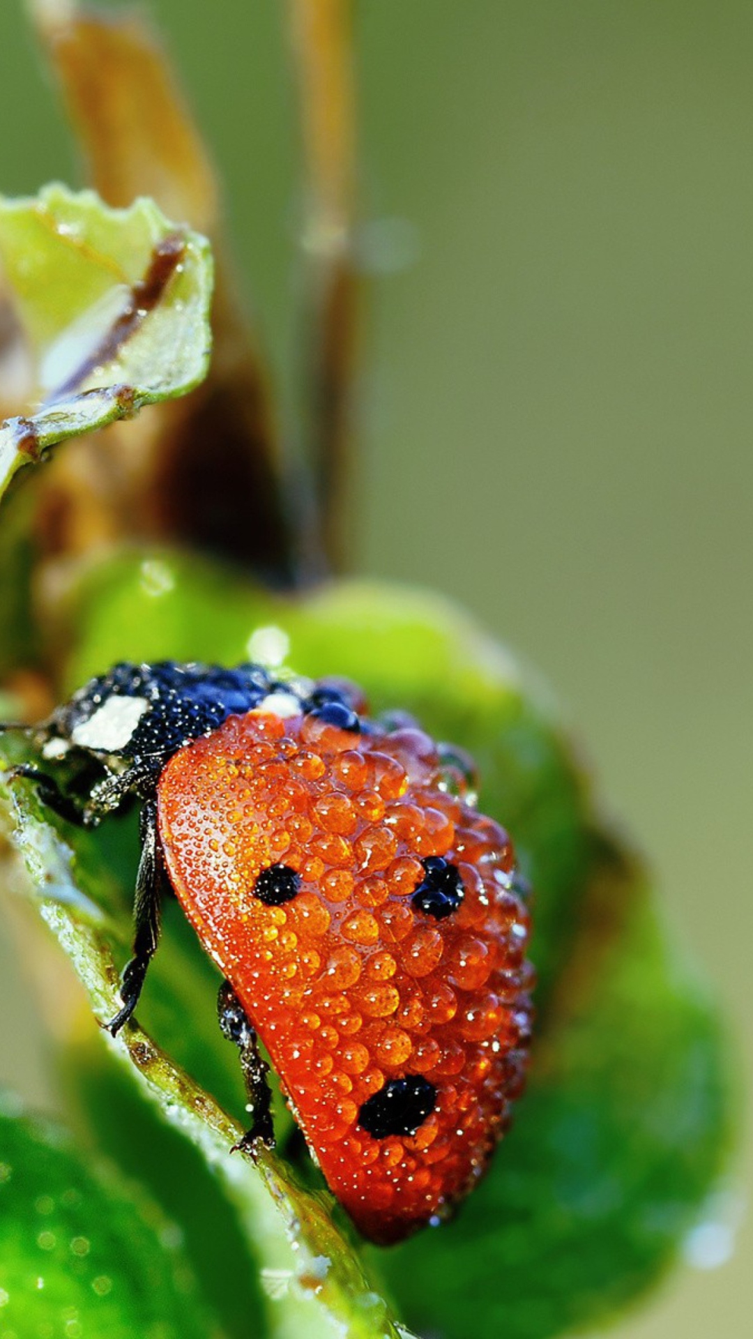 Ladybug Covered With Dew Drops wallpaper 1080x1920