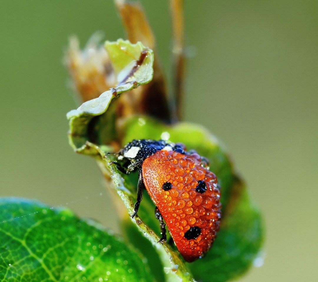 Sfondi Ladybug Covered With Dew Drops 1080x960
