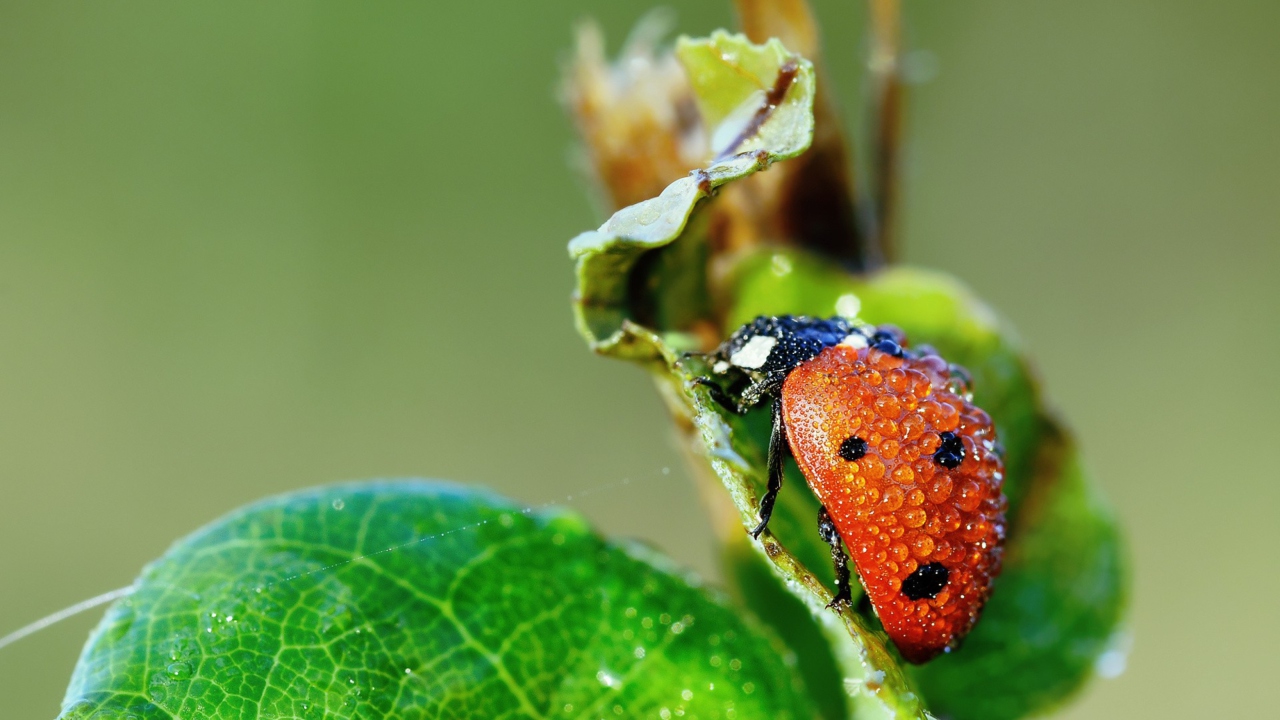 Ladybug Covered With Dew Drops screenshot #1 1280x720