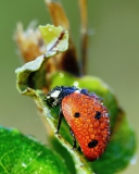 Обои Ladybug Covered With Dew Drops 128x160
