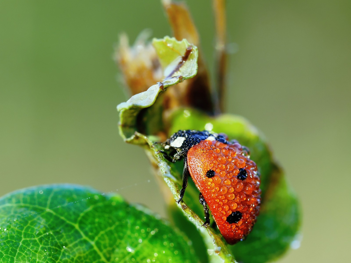 Sfondi Ladybug Covered With Dew Drops 1400x1050