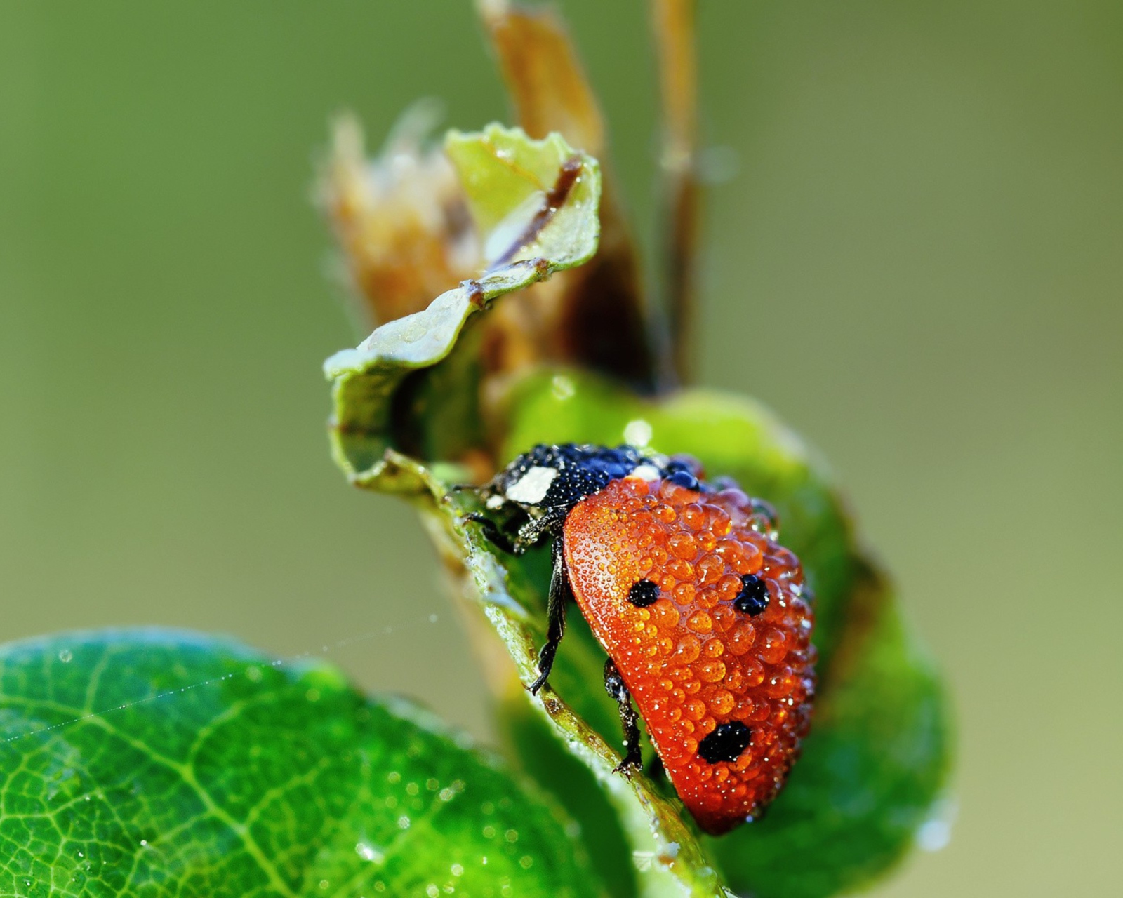 Screenshot №1 pro téma Ladybug Covered With Dew Drops 1600x1280