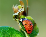 Das Ladybug Covered With Dew Drops Wallpaper 176x144