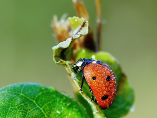 Обои Ladybug Covered With Dew Drops 320x240