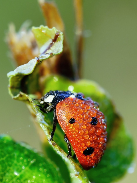 Обои Ladybug Covered With Dew Drops 480x640