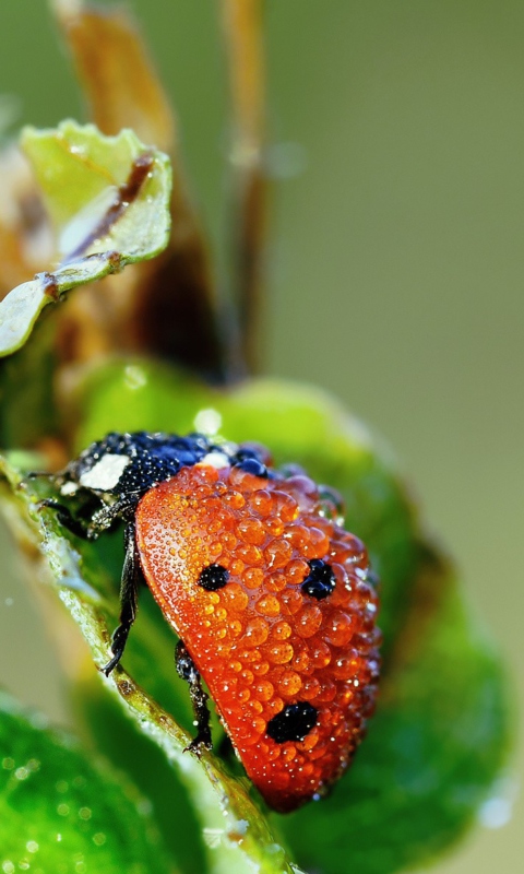 Das Ladybug Covered With Dew Drops Wallpaper 480x800