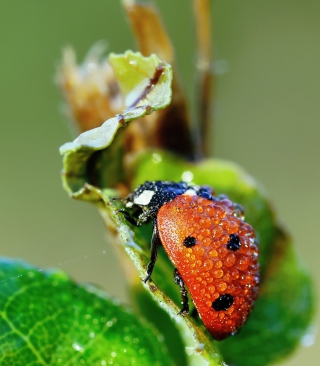 Ladybug Covered With Dew Drops - Obrázkek zdarma pro Nokia Asha 310
