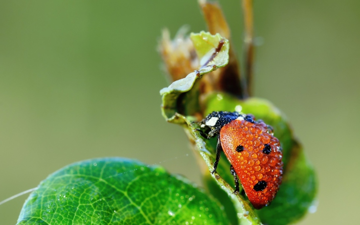 Ladybug Covered With Dew Drops wallpaper