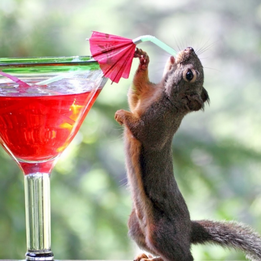 Squirrel Drinking Cocktail wallpaper 1024x1024