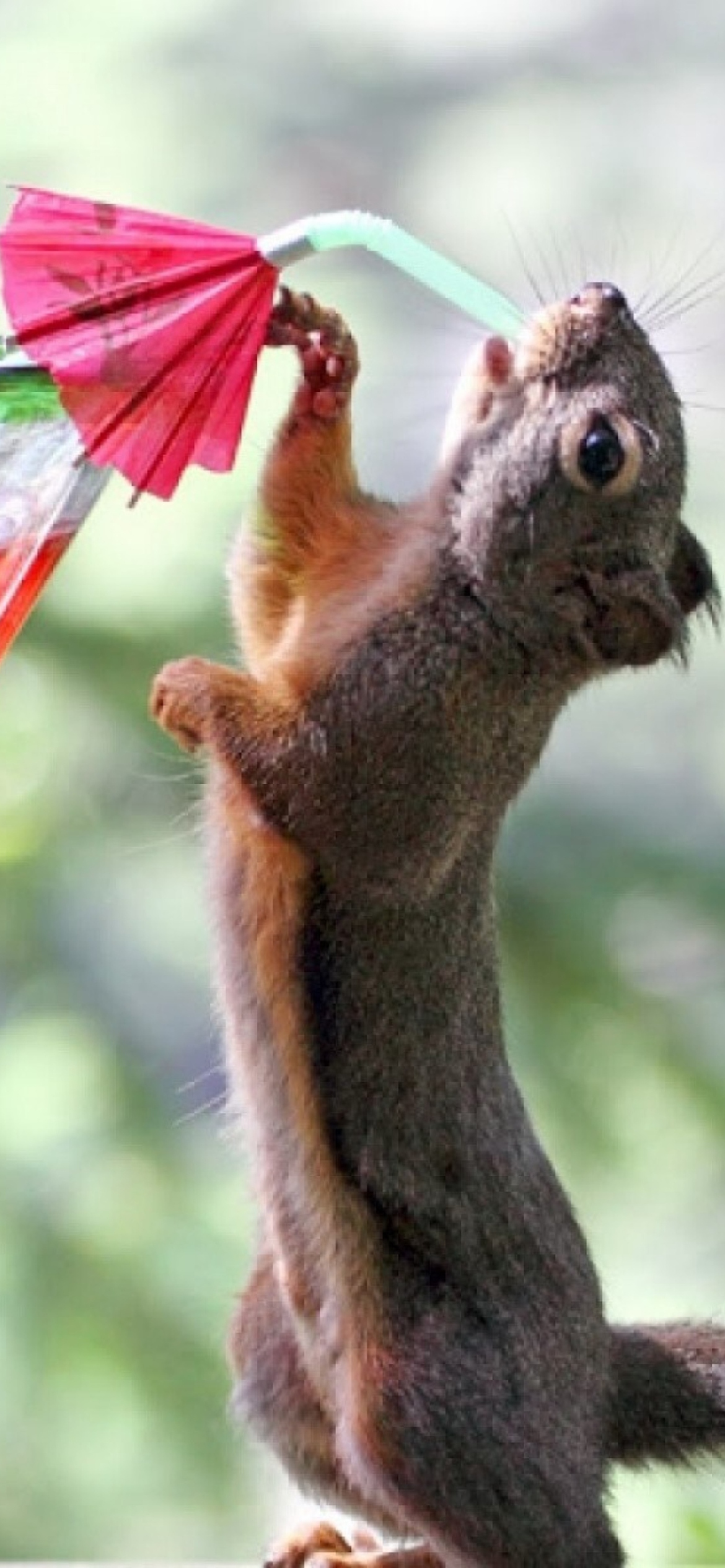 Squirrel Drinking Cocktail screenshot #1 1170x2532