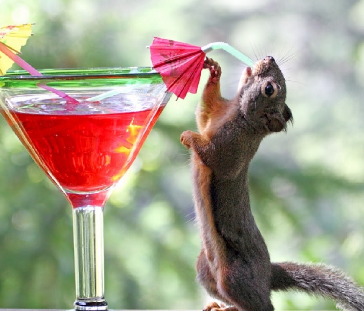 Fondo de pantalla Squirrel Drinking Cocktail 1200x1024