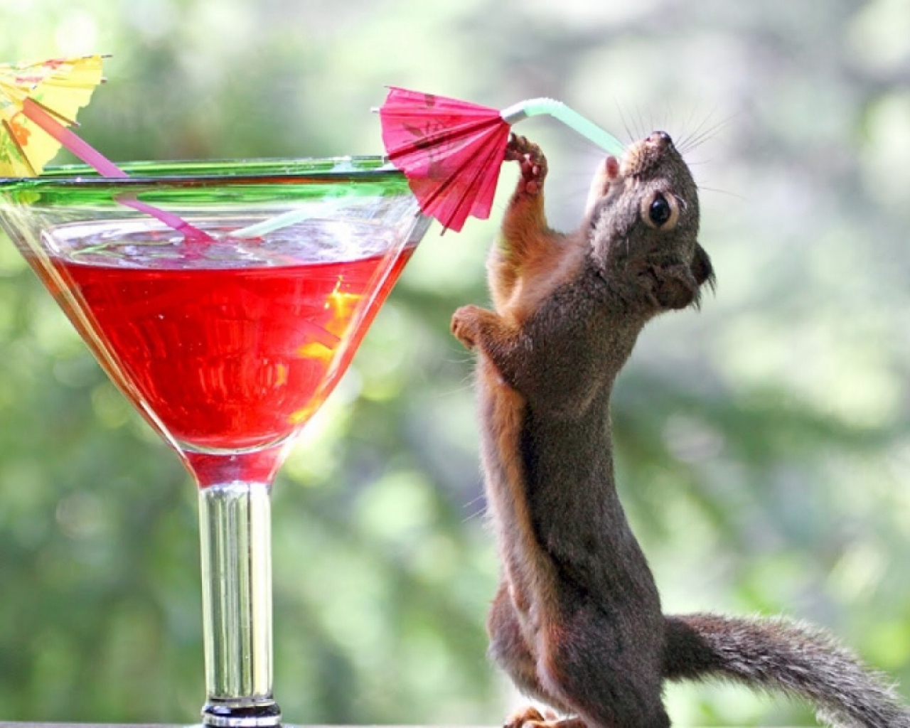 Обои Squirrel Drinking Cocktail 1280x1024