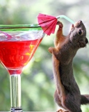 Das Squirrel Drinking Cocktail Wallpaper 128x160