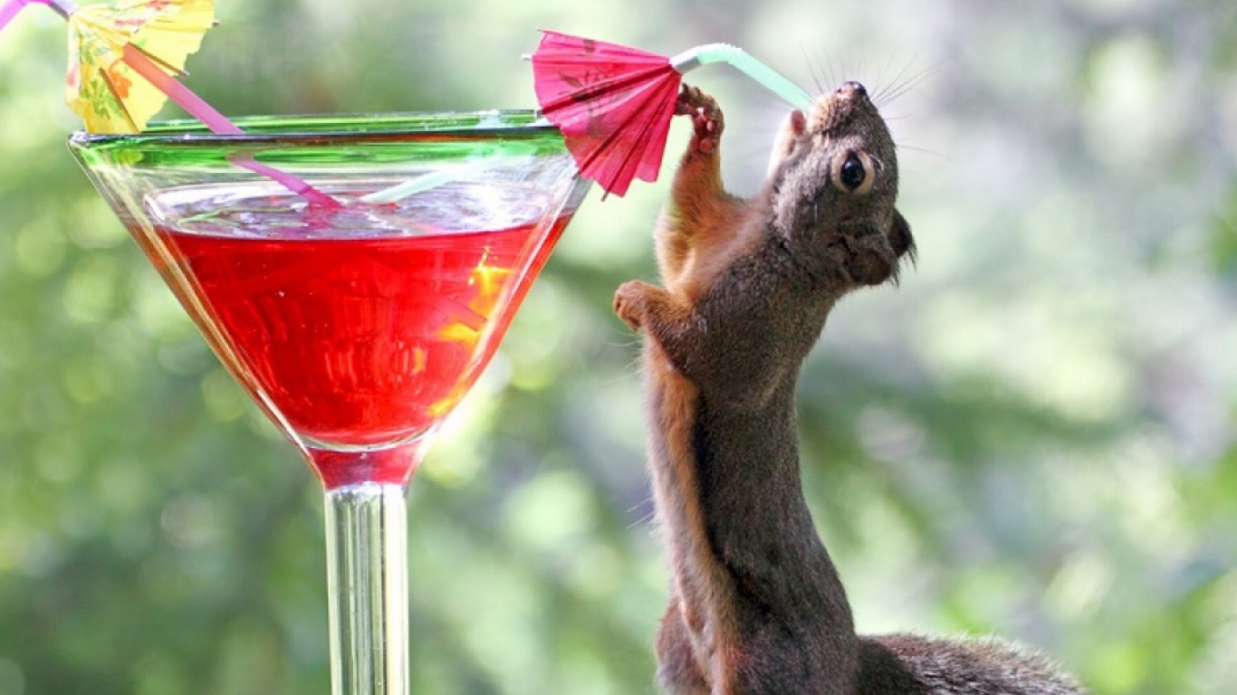 Squirrel Drinking Cocktail wallpaper 1366x768