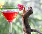 Das Squirrel Drinking Cocktail Wallpaper 176x144