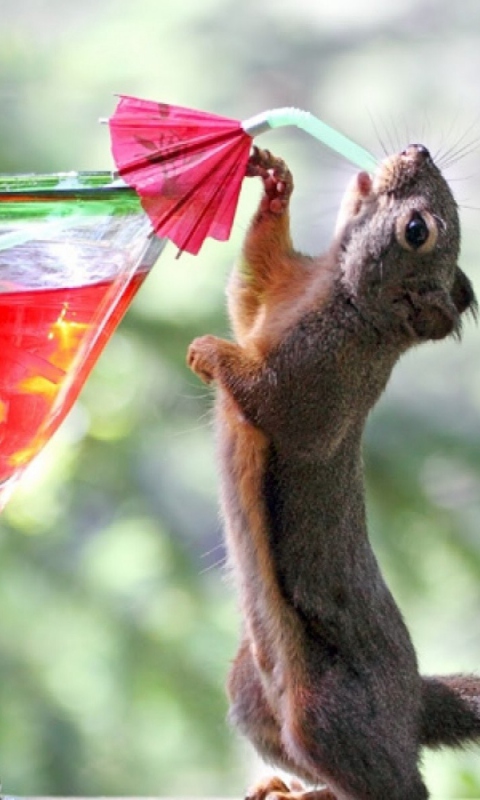 Squirrel Drinking Cocktail wallpaper 480x800