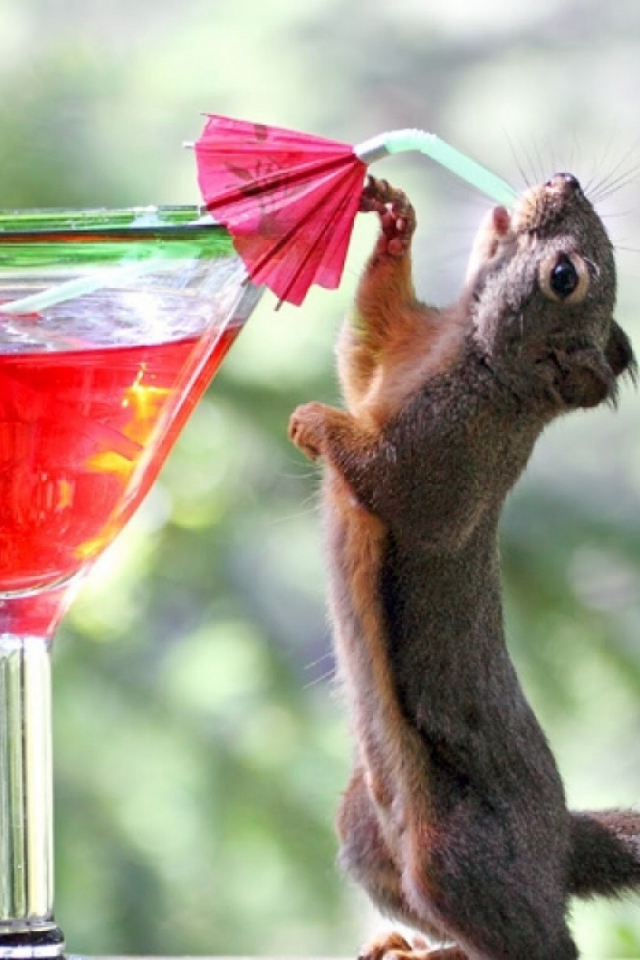 Обои Squirrel Drinking Cocktail 640x960