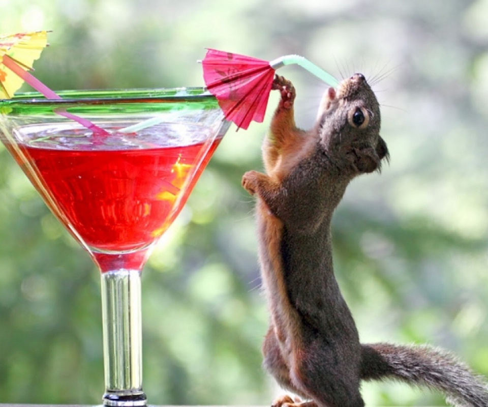 Das Squirrel Drinking Cocktail Wallpaper 960x800
