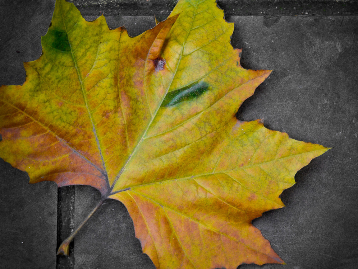 Das Leaf On The Ground Wallpaper 1152x864