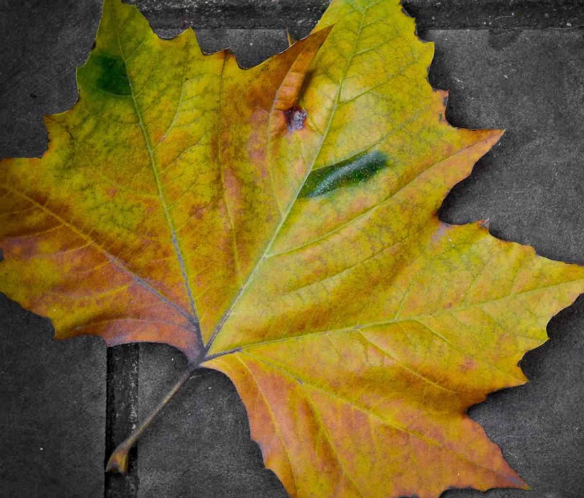 Das Leaf On The Ground Wallpaper 1200x1024