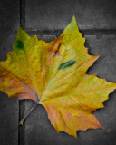 Screenshot №1 pro téma Leaf On The Ground 128x160