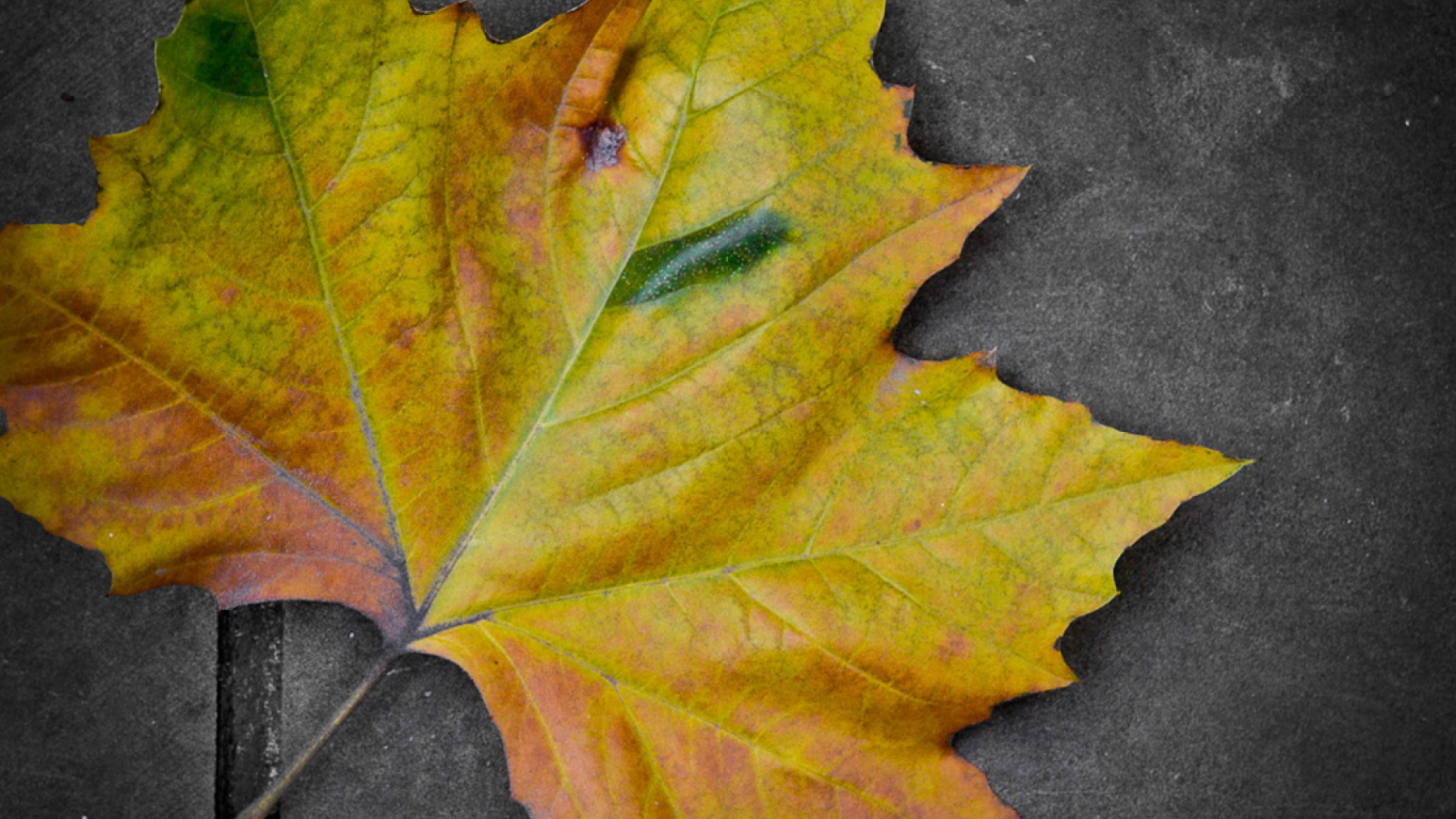 Sfondi Leaf On The Ground 1366x768