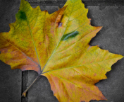 Leaf On The Ground wallpaper 176x144